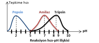 Reaksiyon hızı-pH ilişkisi